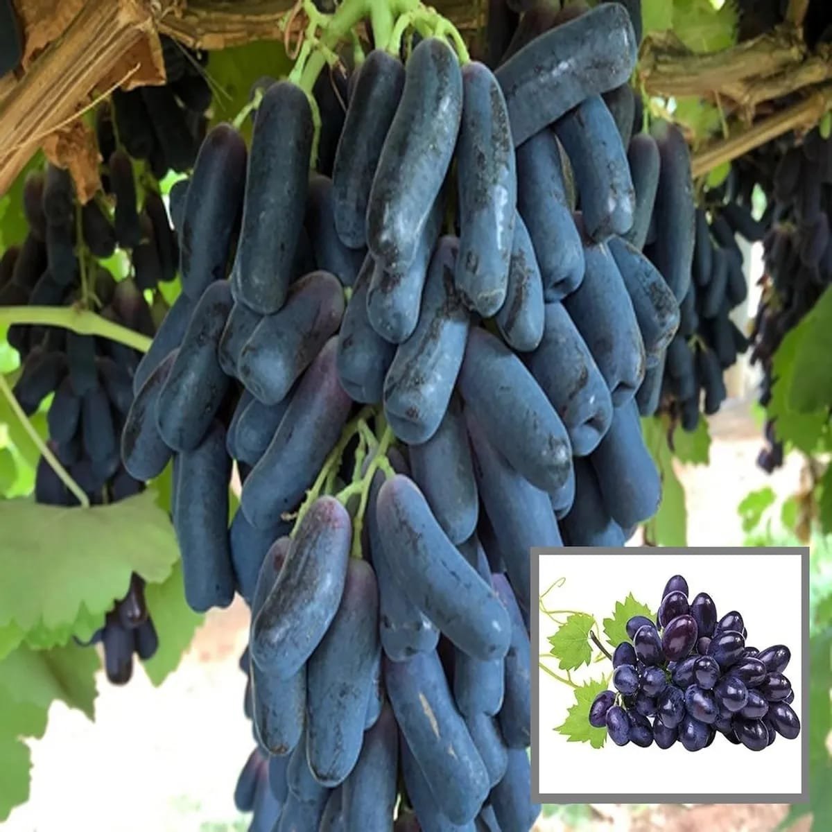 Seedless Black Grapes Plant